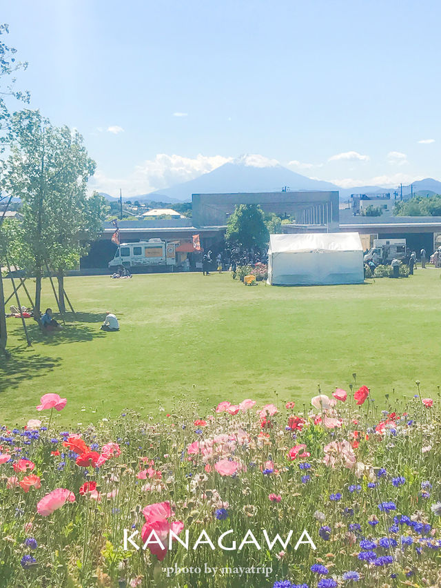 【神奈川/平塚】富士山がみえるガーデン