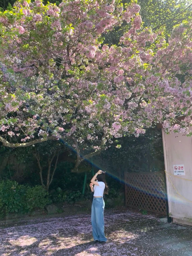 여수에서 겹벚꽃 보기 🌸 
