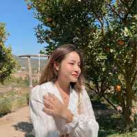 JINJU the orange farm