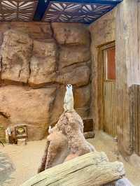 【黃竹坑】香港海洋公園:與企鵝共餐,感受自然奇觀 的郊遊之旅