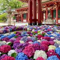 【福岡観光】6月になるとお目見えする花手水