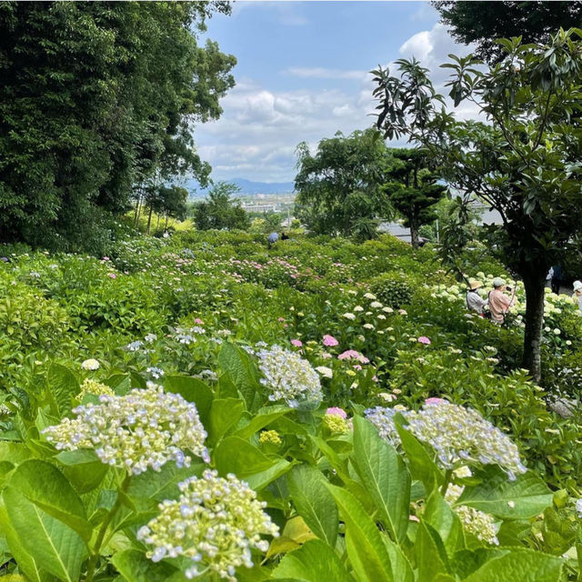 【福岡観光】敷地内には7000株の紫陽花が咲いてるよ