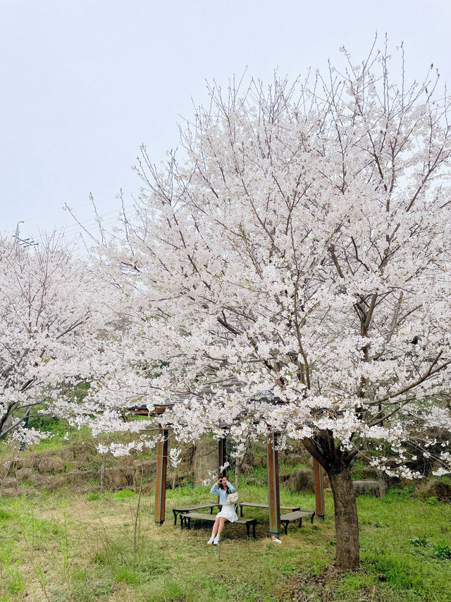 설국에 와있는 듯한 이곳 하동 십리벚꽃길💗