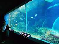 Niigata City Aquarium Marinepia Nihonkai (Sea of Japan) 新潟市水族館 マリンピア日本海