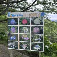 【福岡観光/自然】紫陽花
