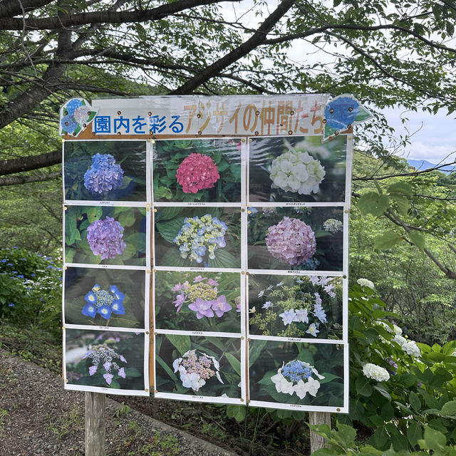 【福岡観光/自然】紫陽花
