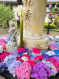 【京都/人気スポット】２万株の紫陽花！ハートの紫陽花❤️を探せ！京都、1.2を荒らそう激混みスポット