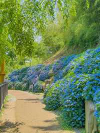경상도 수국 모음💙💜 
