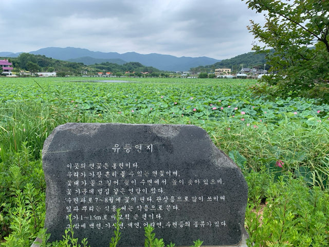 "청도 연꽃의 빛, 유등연지의 환상"