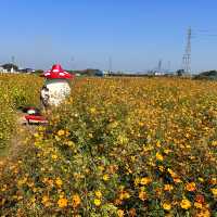 【滋賀県】季節のお花は旅の醍醐味！コスモス畑で写真映え