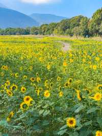 見渡す限りコスモスで埋め尽くされた絶景は何回見ても感動、しまばら火張山花公園