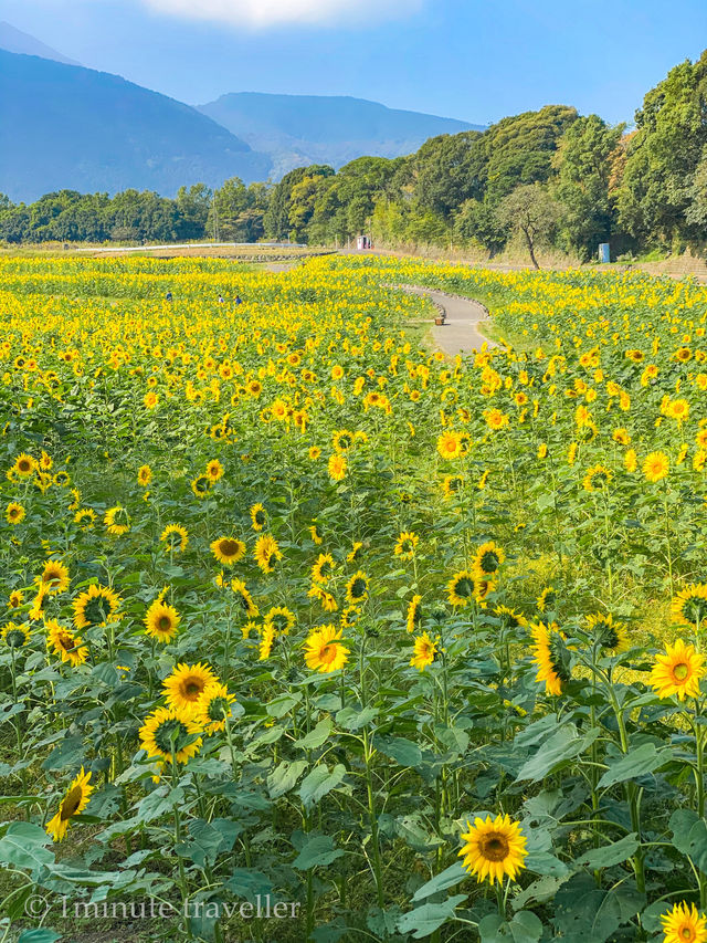 見渡す限りコスモスで埋め尽くされた絶景は何回見ても感動、しまばら火張山花公園