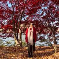 K-drama on Nami Island, South Korea