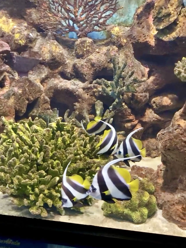 สถานแสดงพันธุ์สัตว์น้ำ ภูเก็ต (Phuket Aquarium )