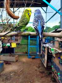 Cute Farm Animals at Mu Mu Farm 