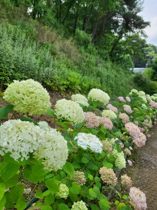 유럽수국 만개한 무료입장 동화마을