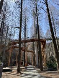 대전 장태산자연휴양림 숲산책 추천🌳