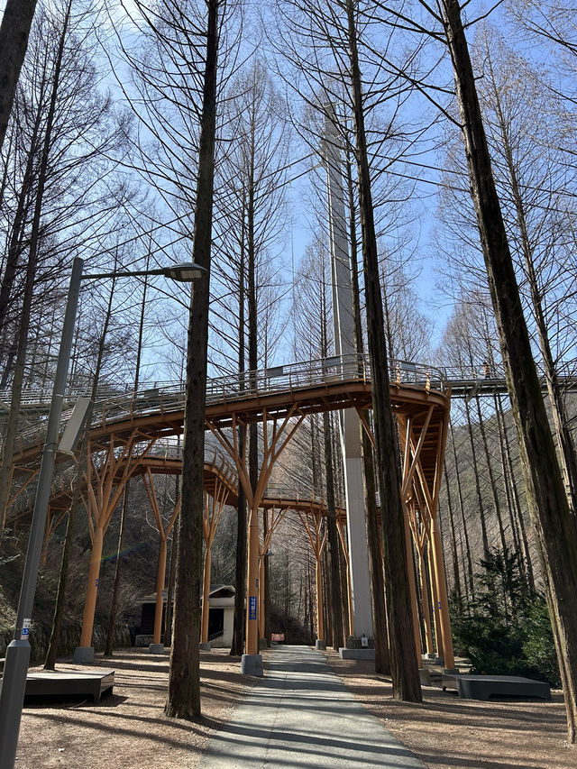 대전 장태산자연휴양림 숲산책 추천🌳