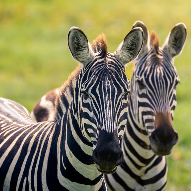 Experience the Great Migration Across Serengeti’s Majestic Grasslands