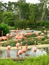 《動物園》【新加坡動物園】：設有夜間探索動物