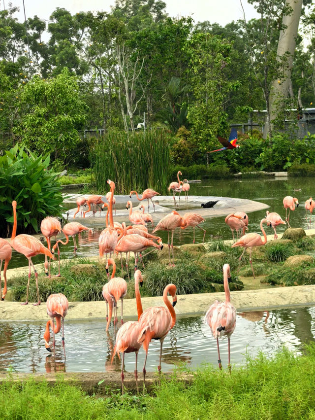 《動物園》【新加坡動物園】：設有夜間探索動物