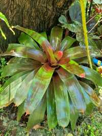 MAGICAL FOREST IN CAFE AMAZON