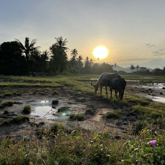 A Peaceful Langkawi Retreat: TanahBendang