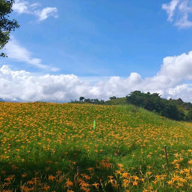 夏末限定，金色山脈充滿