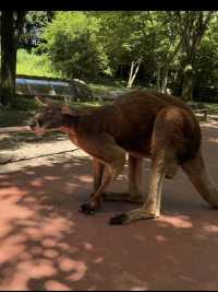 近距離餵動物嘅難忘體驗 