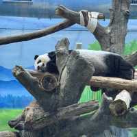 台北市立動物園