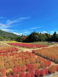 【秋を攻略】おすすめスポットをご紹介🍁