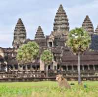 See Angkor Wat and Die