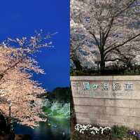 東京賞花地方🌸🌸🌸🌸🌸🌸