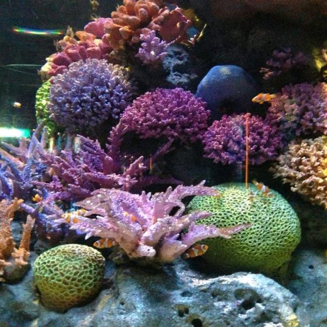 Sea Life Bangkok Ocean World