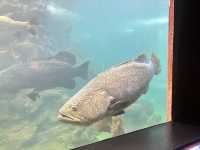 Phuket Aquarium 