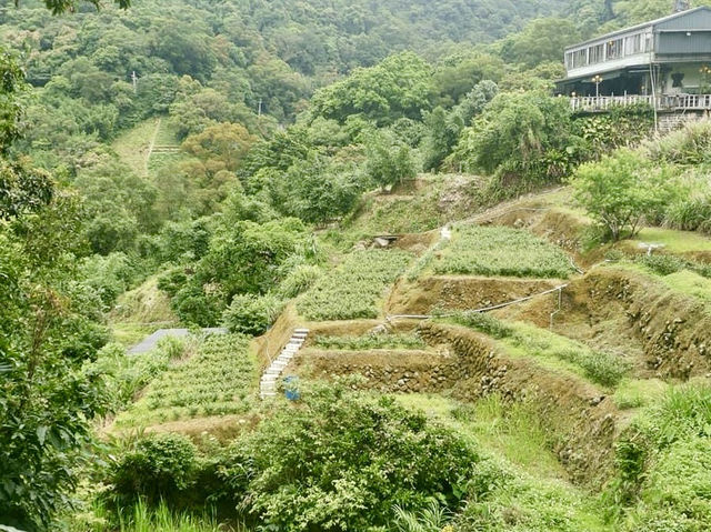 樟樹步道郊遊-平緩易行，一家大細輕鬆享受郊遊趣