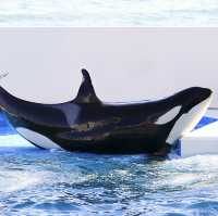 【千葉】シャチショーが見れる水族館