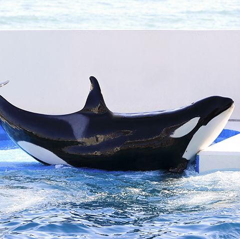 【千葉】シャチショーが見れる水族館