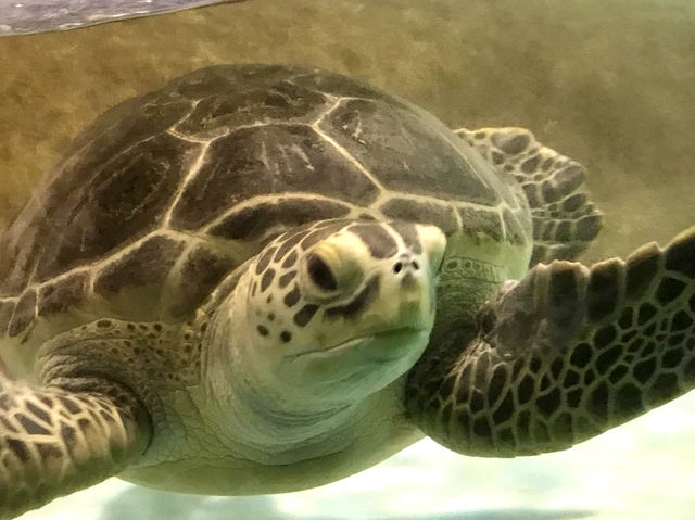 海洋世界海之中道-福岡最受歡迎的的海洋世界與水族館
