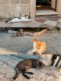 【モンテネグロ🇲🇪】コトルは猫の街🐈🐈‍⬛🐈🐾