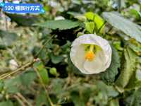 墨爾本賞花-南半球百花綻放的皇家植物園