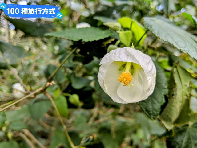 墨爾本賞花-南半球百花綻放的皇家植物園