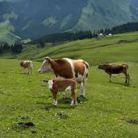 🌾伊香保綠色牧場🌾山上草原中與牛共舞🐄🌾