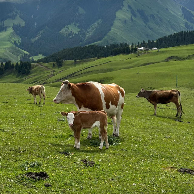 🌾伊香保綠色牧場🌾山上草原中與牛共舞🐄🌾