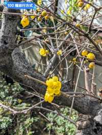 東京賞牡丹花的好去處-上野東照宮牡丹苑