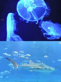 沖繩水族館觀賞海洋生物之美