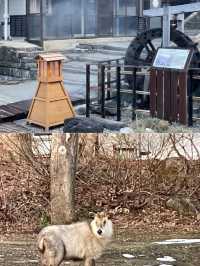 【山形 蔵王 おおみや旅館】源泉100%かけ流し老舗旅館 近隣3館湯めぐり無料