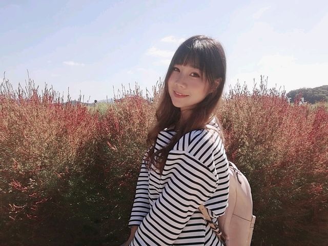 首爾近郊Nari公園 夢幻亂子草與波波草