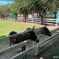 #ฟาร์มแกะพัทยา #SwissSheepFarm #เที่ยวพัทยา 