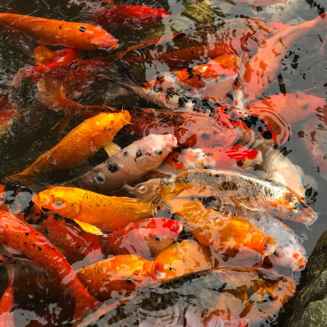 流花湖公園：自然與靜謐的完美結合 🌼